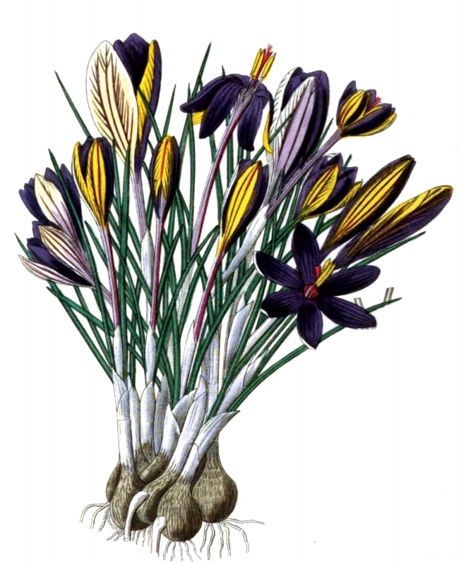 flower illustration 61