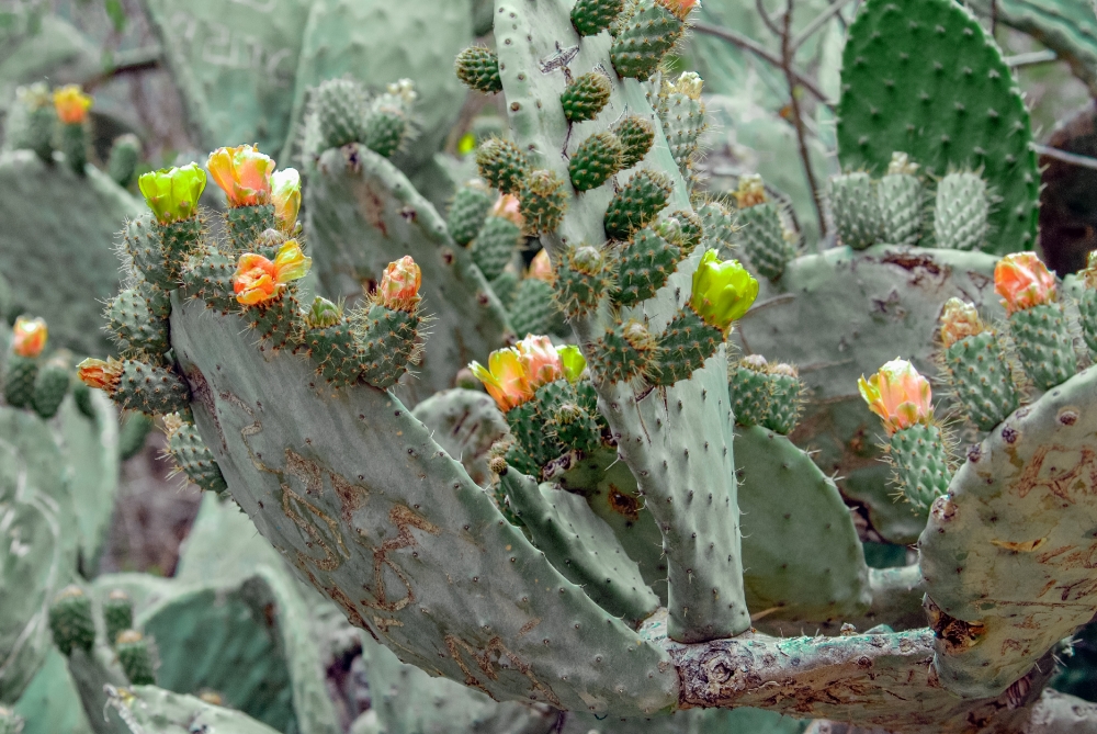 Flowering Cactus Peru