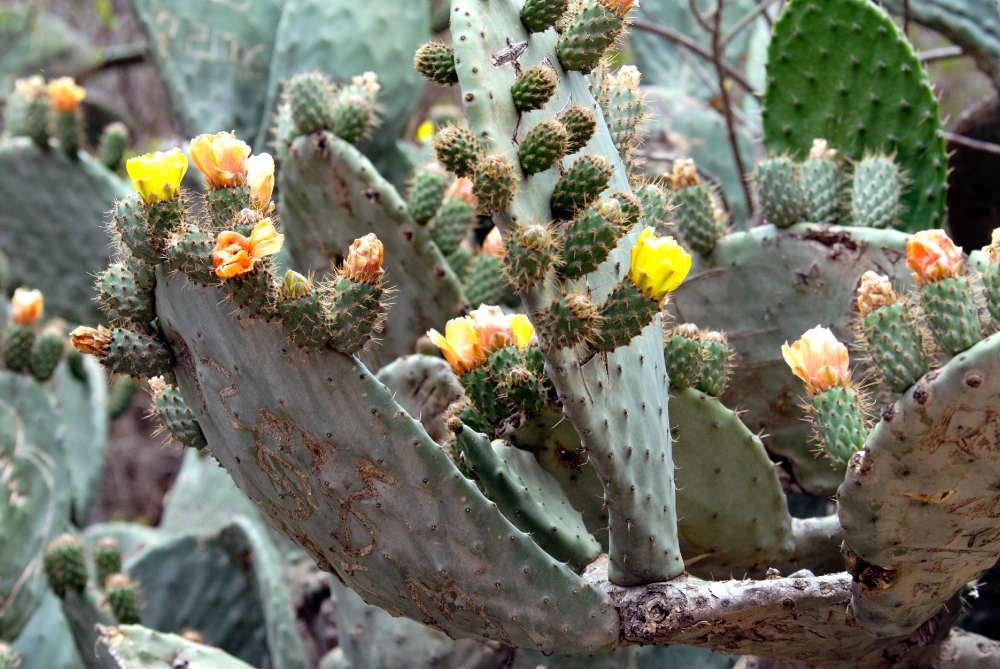 Flowering Cactus Peru