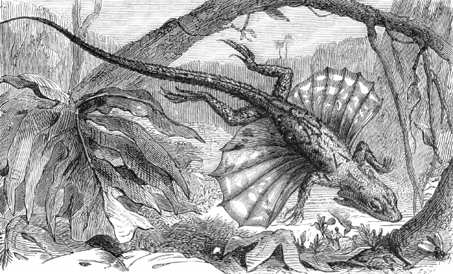flying dragon lizard Illustration