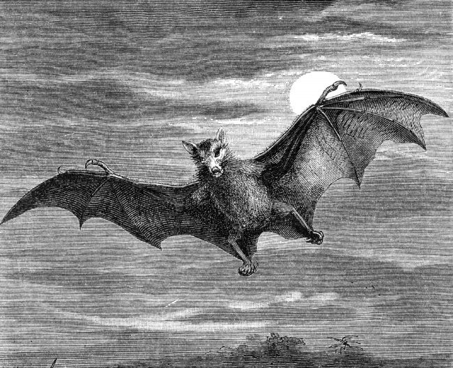 flying fox bat illustration