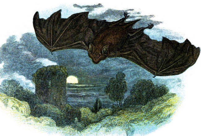 Flying Greater Horseshoe Bat Color Illustration
