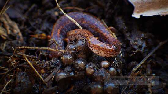 four toed salamander hemidactylium scutatum with egg clutch