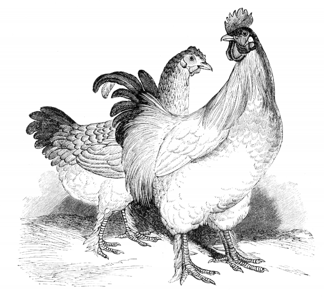 fowl bird illustration