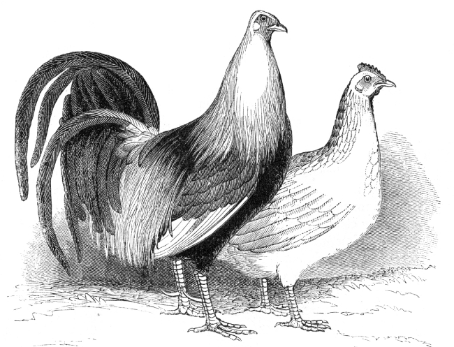 fowl bird illustration