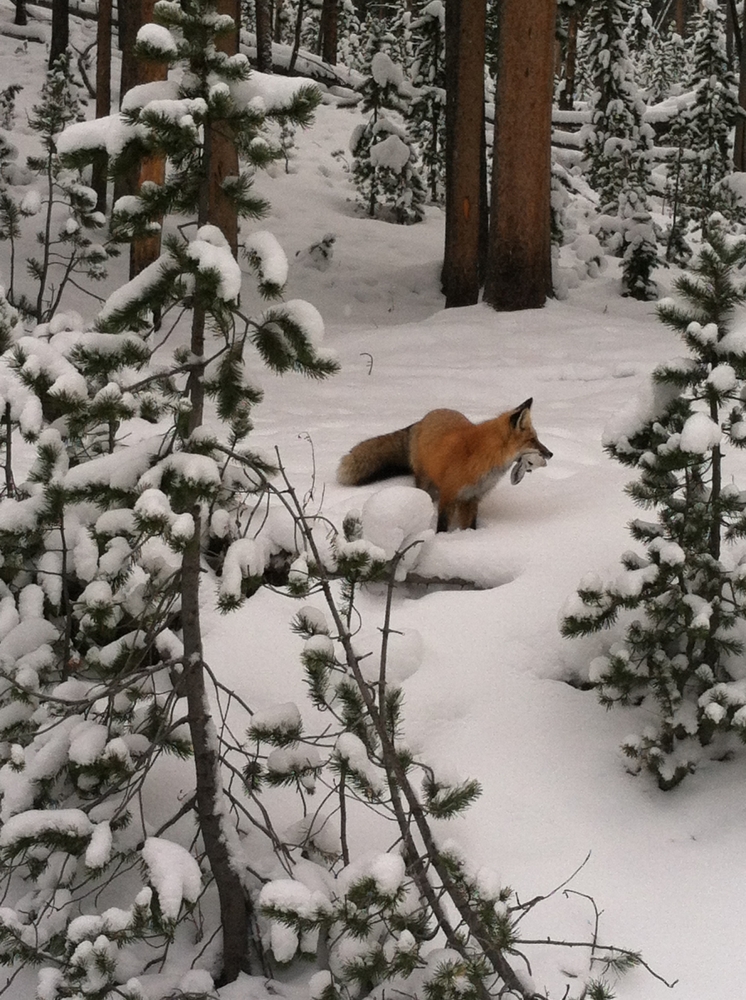 fox in the snow