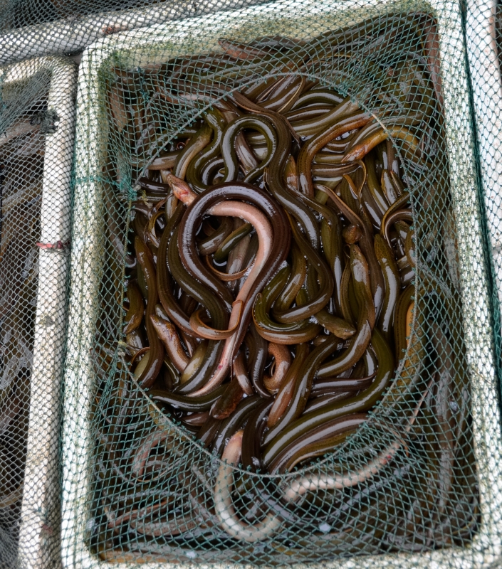 Fresh Baby Eels Photo Image 5