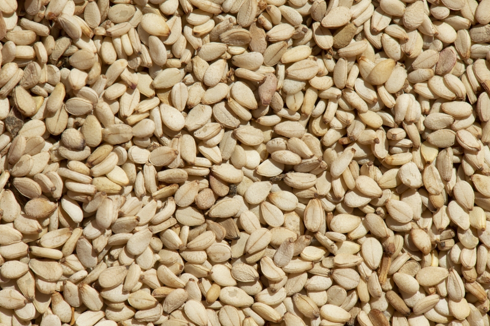 freshly harvested sesame seeds closeup photo