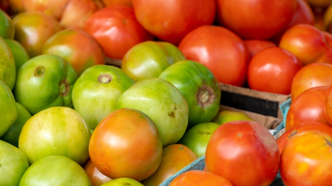 Freshly picked baskets fo yellow and green tomatoes at market