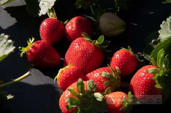 Freshly picked strawberries in field