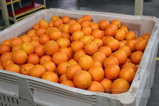 Freshly plicked oranges in container