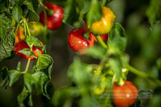 Freshly watered peppers at organic farm