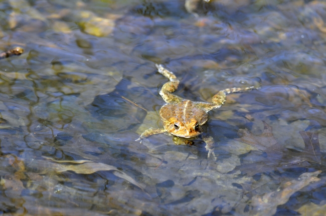 frog american toad in pond 27