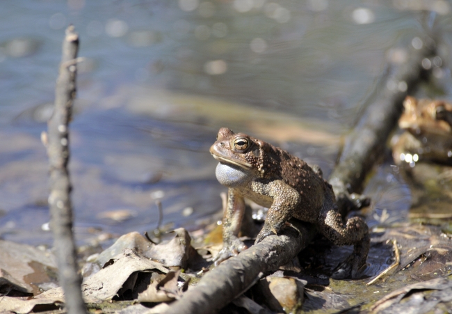frog american toad in pond 31