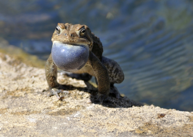 frog american toad in pond 48