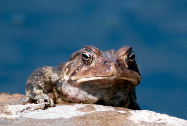 frog american toad in pond 58