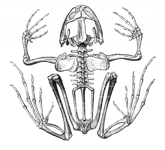 frog internal skeleton anatomy