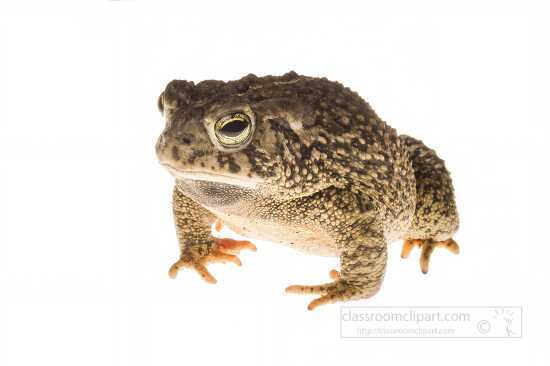 frog on white background