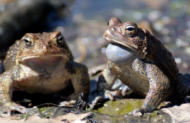 frog two american toad in pond 35