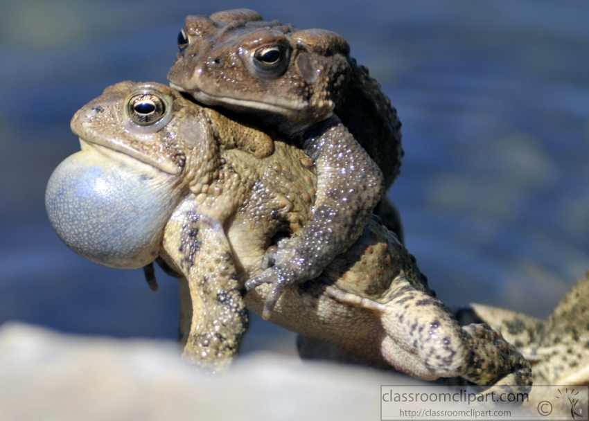 frog two american toad in pond 46