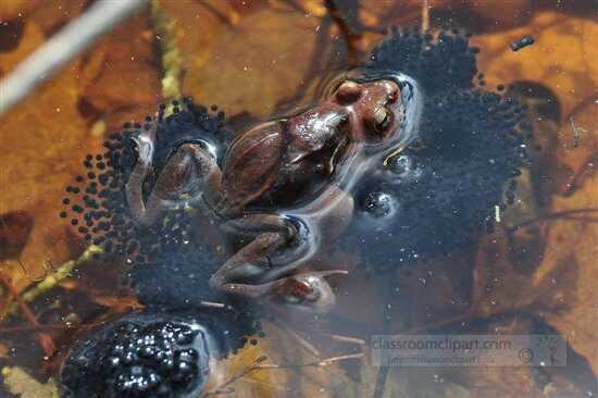 Frog with eggs in Pond