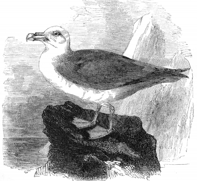 fulmar petrel bird illustration