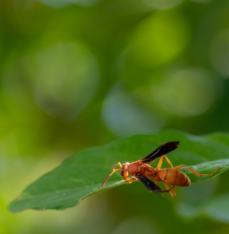 garden wasp on plant leaf photo