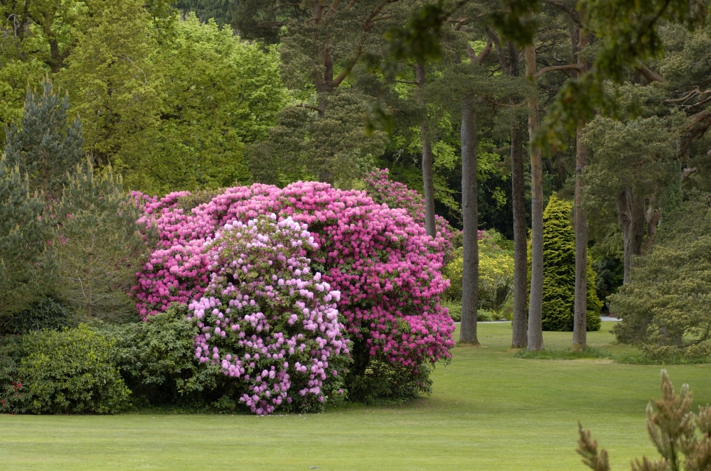 Gardens in Muckross Estates, Killarney National Park, Ireland