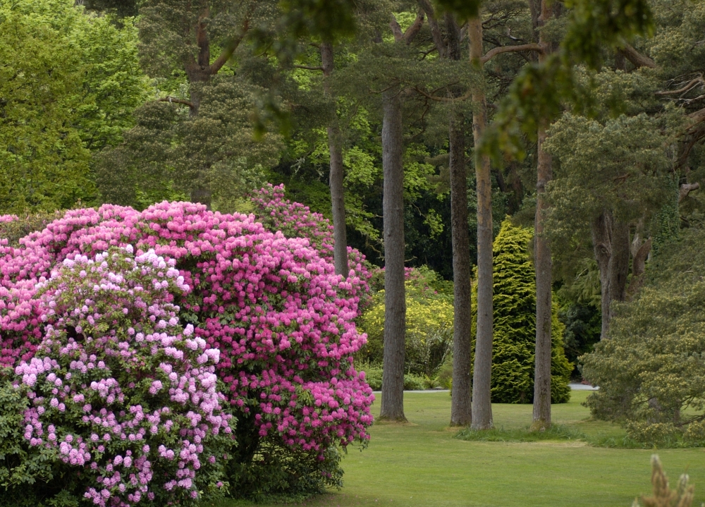 Gardens in Muckross Estates, Killarney National Park, Ireland