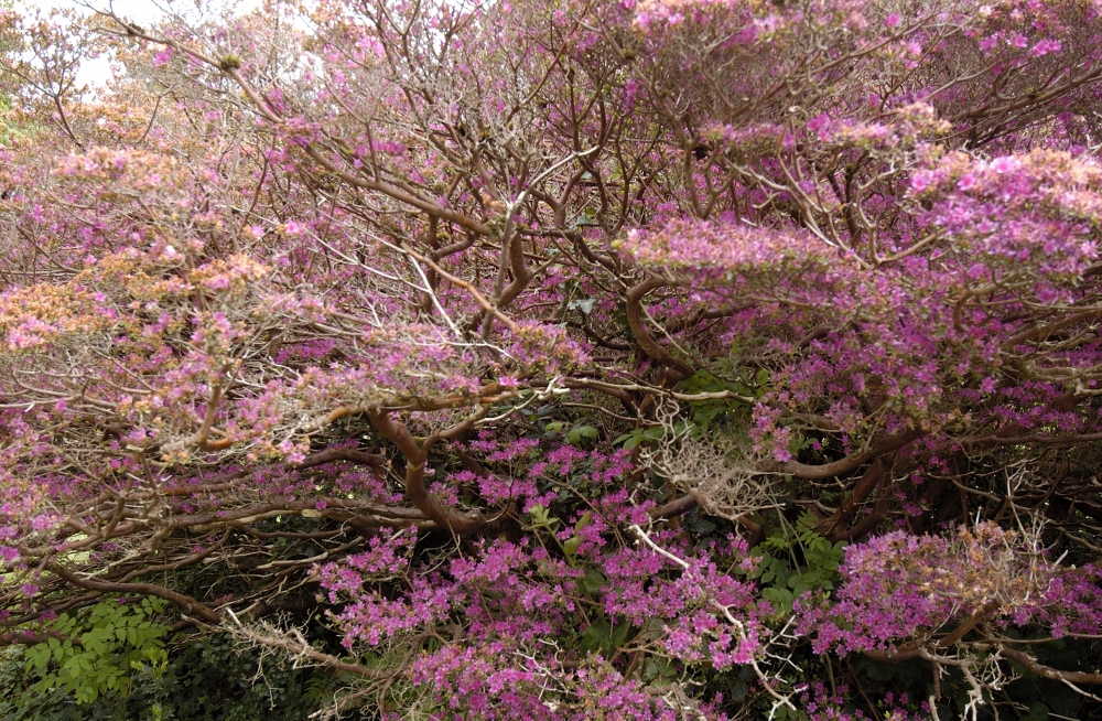 Gardens in Muckross Estates, Killarney National Park, Ireland