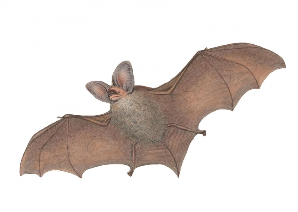 Gcoffroys Nyctophilus bat color illustration