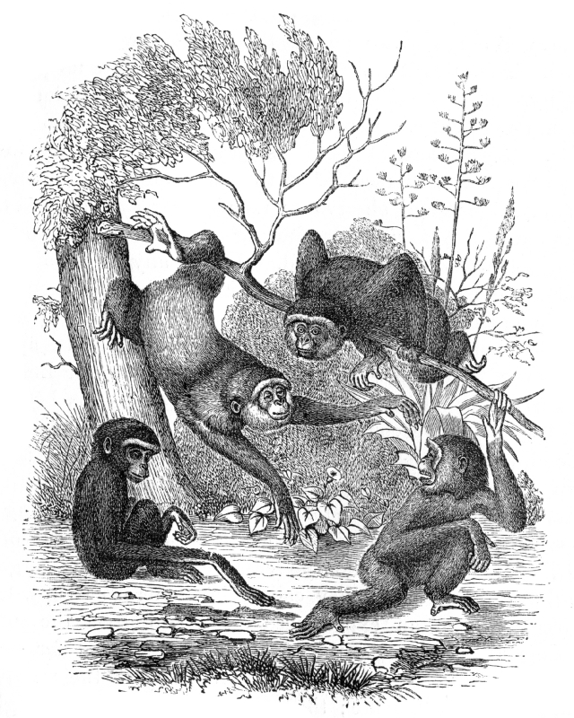gibbon monkeys illustration