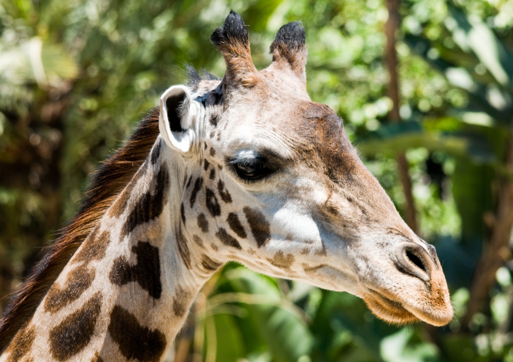 giraffe face closeup photo 5050