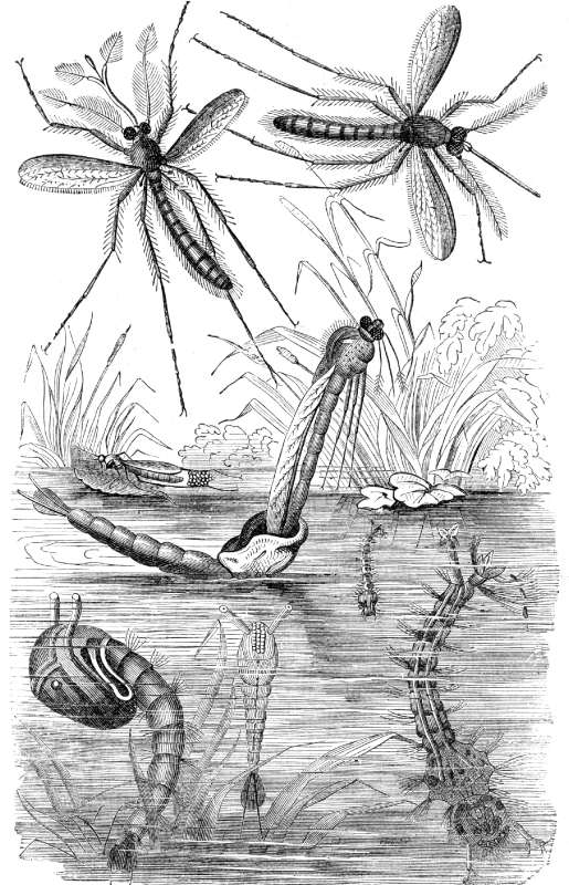 Gnat Illustration