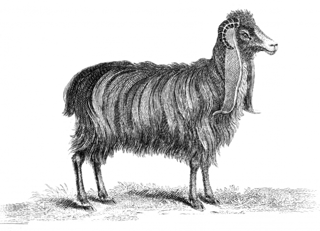 Goat Illustration