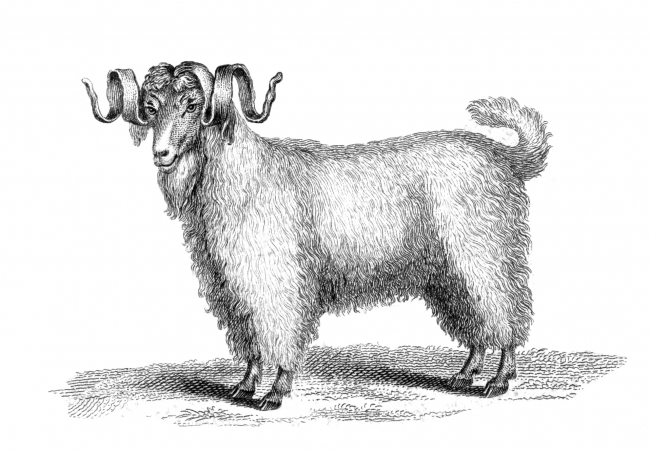 Goat Illustration