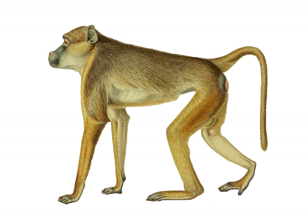 golden color monkey with long tail color illustration