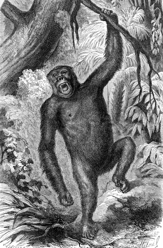 gorilla illustration