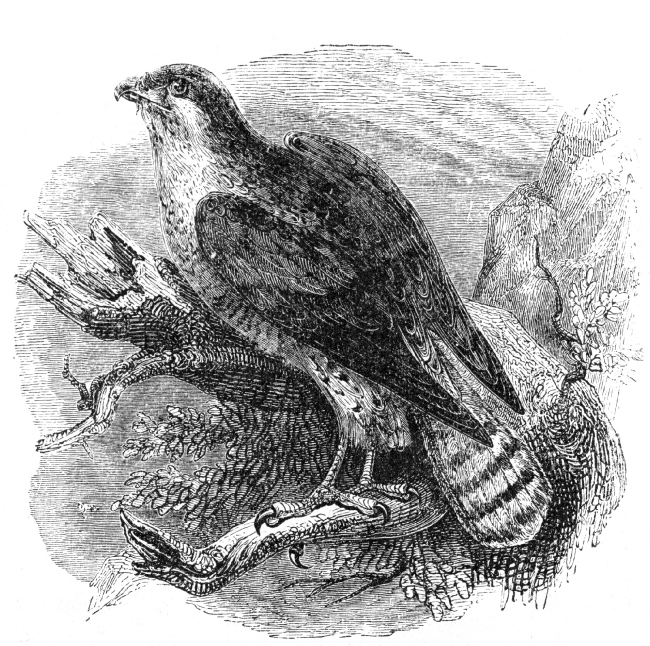 goshawk bird illustration