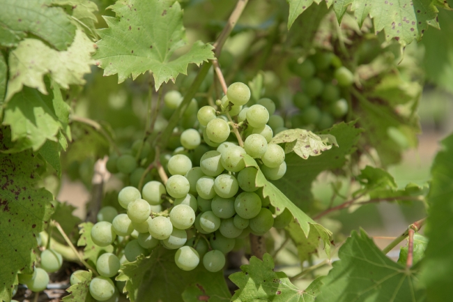 Grapes Growing in Vineyard Photo