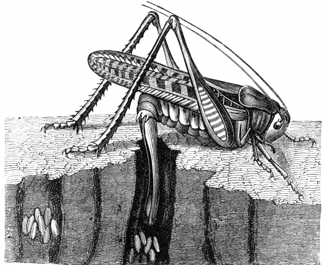 Grasshopper Illustration