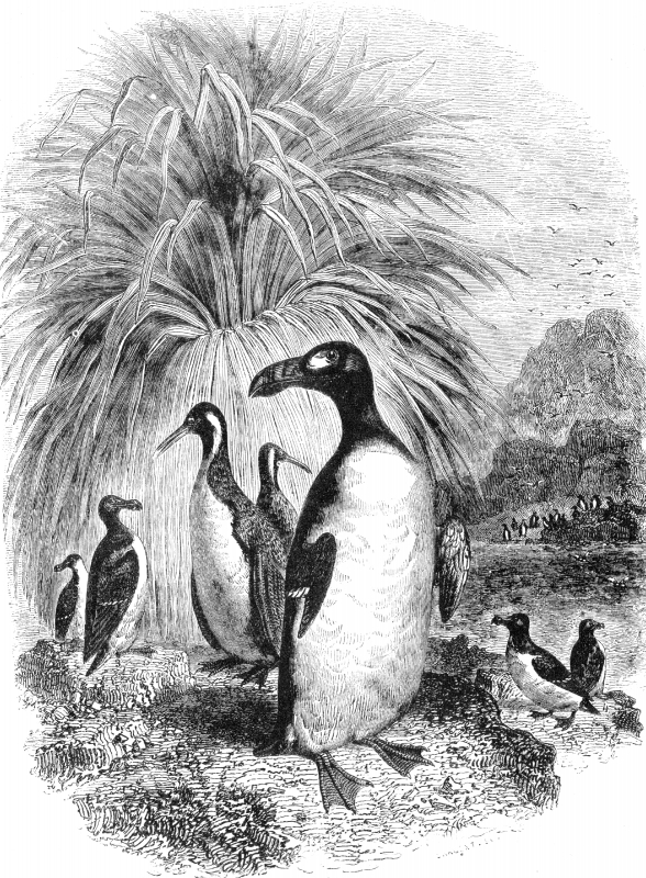 great auk razor bills and puffin bird illustration penguins