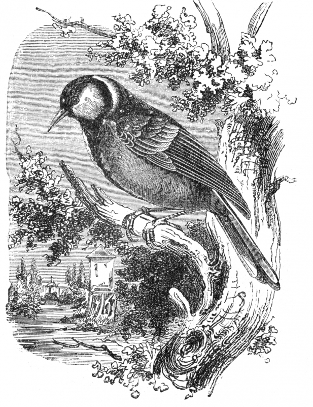great tit engraved bird illustration