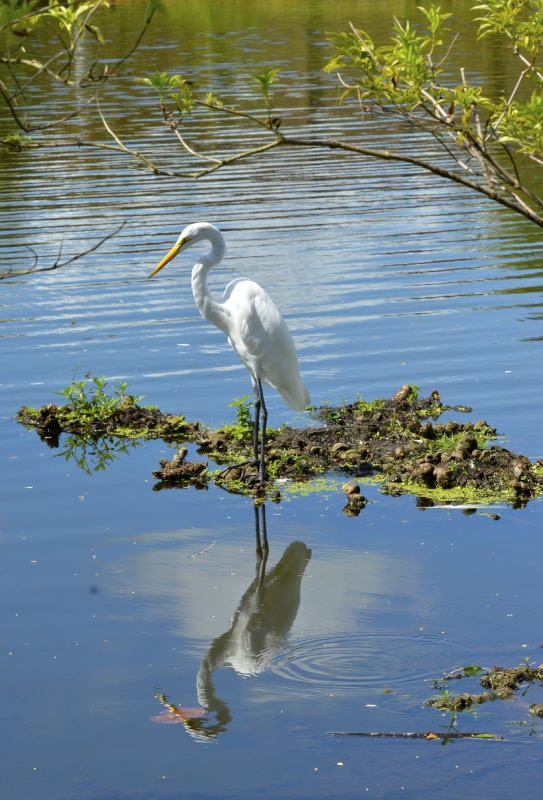great-egret-standing-of-plants-in-marsh-751
