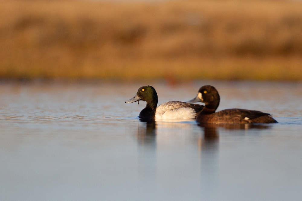 greater scaup pair swimming