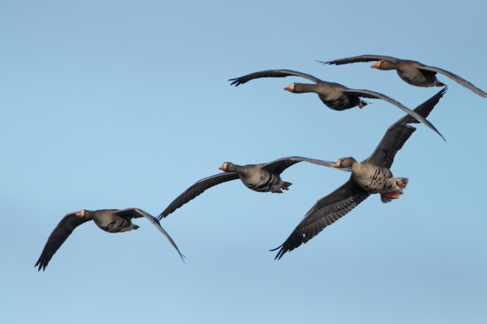 greater white fronted geese in flight