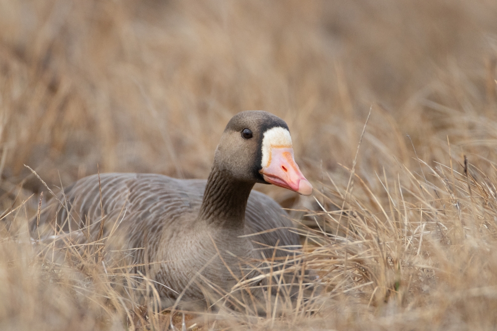 greater white fronted goose