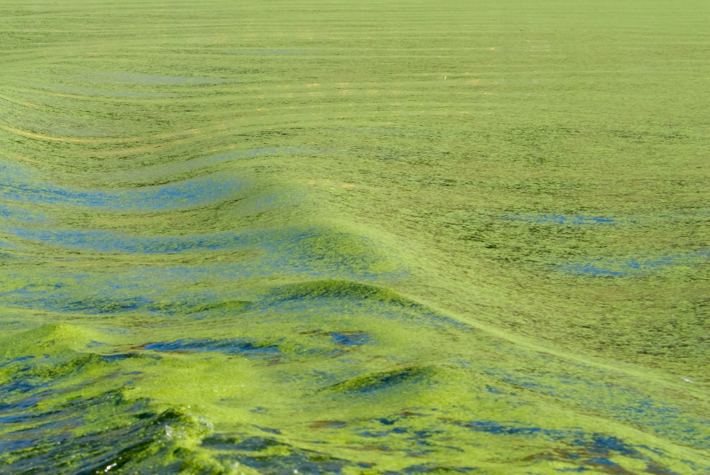 green algae in lake 2397a