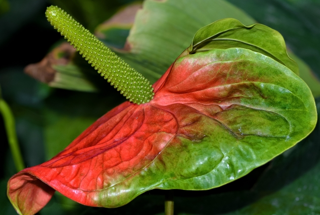 Green red anthirium with green spadix