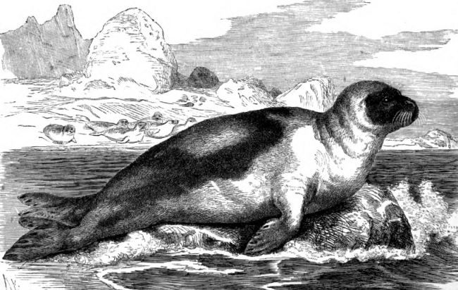 greenland seal animal historical illustration